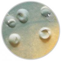 Paints & Coatings