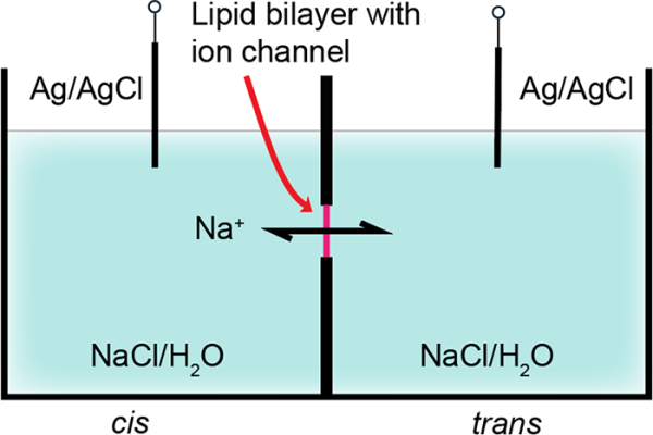 Figure 1. Schematic presentation of the experimental setup for single-channel conductance measurements using a two-electrode configuration